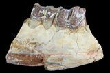Hyracodon (Running Rhino) Jaw Section - South Dakota #80150-1